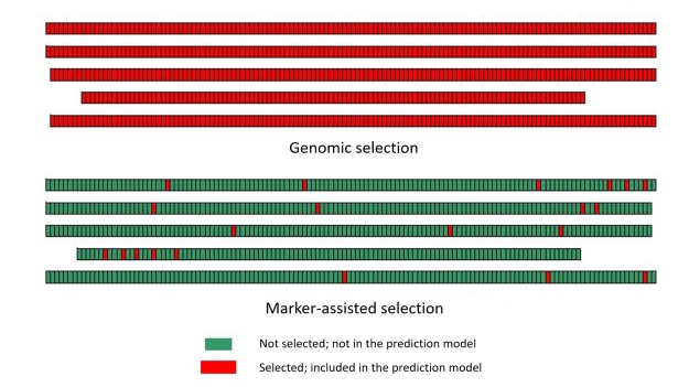 Diagram illustrating a key difference between marker-assisted selection and genomic selection.